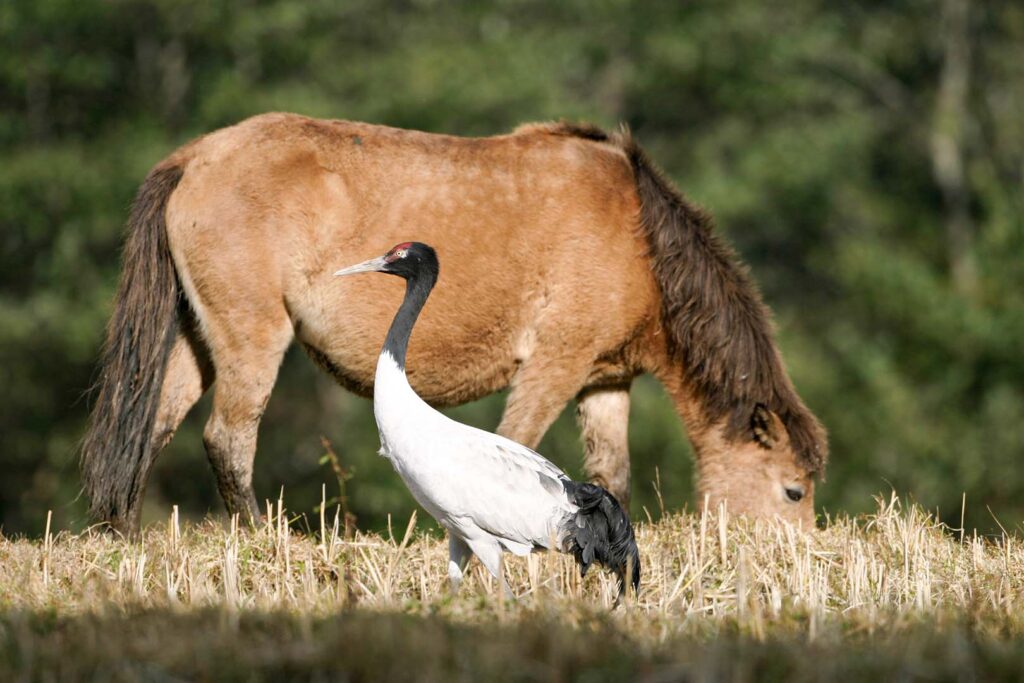 Black Necked Crane with horse in the background