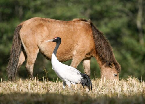 Black Necked Crane Festival
