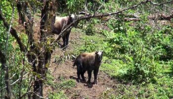 Sakteng Wildlife Sanctuary