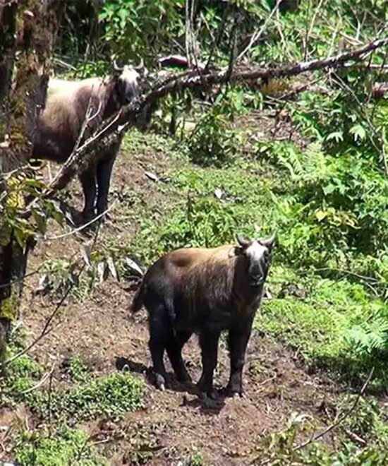 Sakteng Wildlife Sanctuary