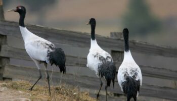 Black Necked Crane Festival(11th Nov ’24)