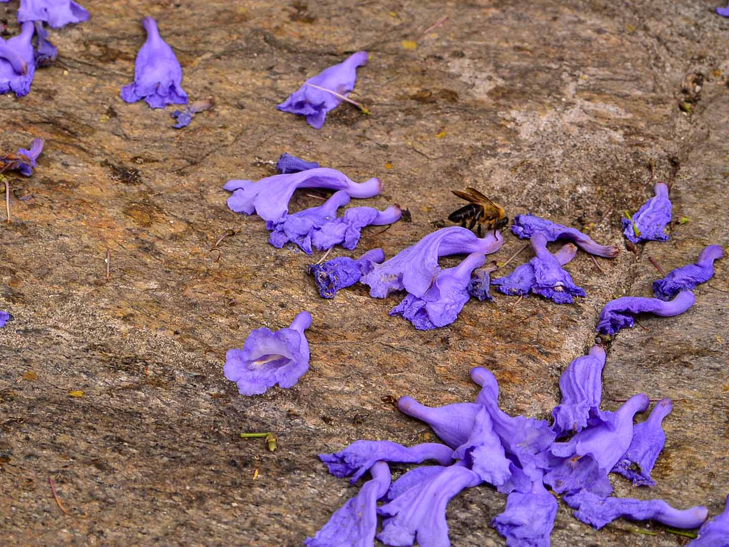 Bhutan Flora and Fauna Tour. Explore Bhutan