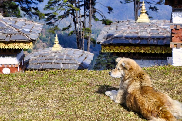 Inside Dochula Stupas: Peaceful site with intricate designs, offering serene views and spirituality.