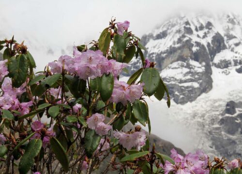 Bhutan Rhododendron Festival 14th to 16th April 2024