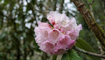 Rhododendron Festival Tour