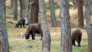 Takin Preservation Center in Thimphu