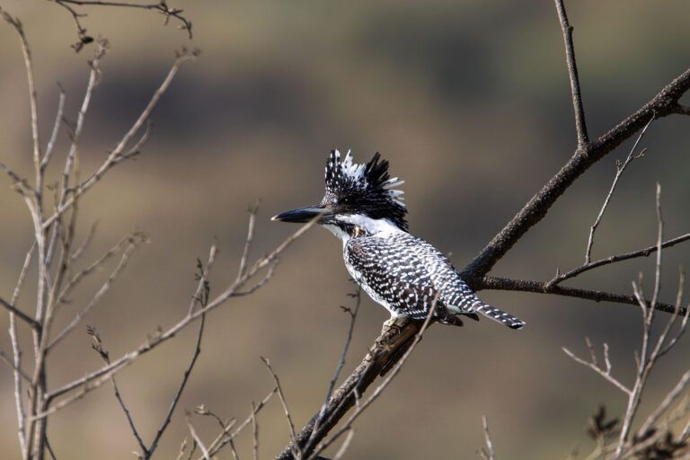 Birding Tour in Bhutan