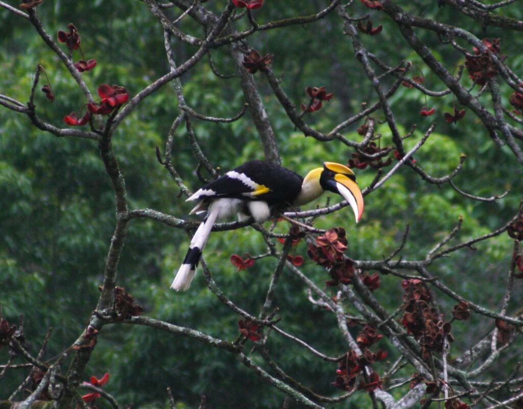 Hornbill on Tree. Things to do in Bhutan