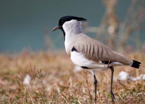 Birding Tour