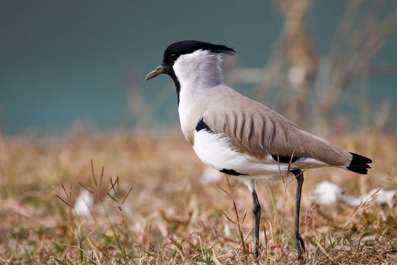 You will came across with varieties bird during Bhutan Birding Tour