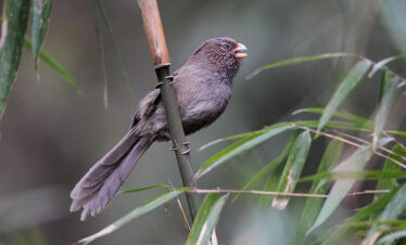 Bhutan Birding Tour itinerary and costing
