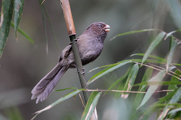 Bhutan Birding Tour