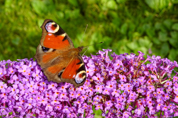 Bhutan Butterfly Tour Itinerary and Costing