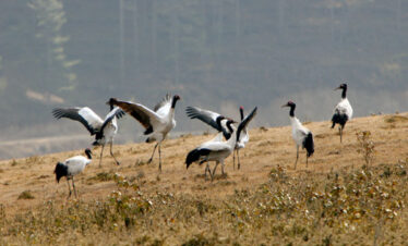 Visit Black Necked Crane in Rhododendron Festival Tour
