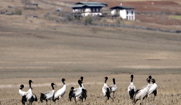Bhutan Flora Black Necked Crane in Phobjikha.