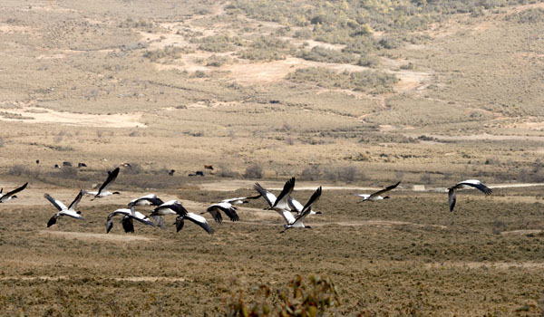 Black necked crane at Gangtey