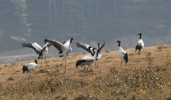 Wangduephodrang Tourism Guide