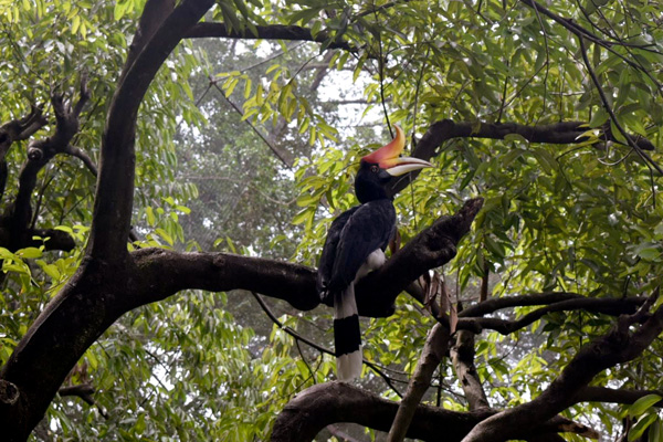 Hornbill