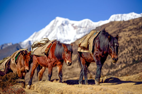 Horses carrying essential goods during Snowman Trek