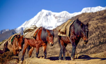 The Snowman Trek in Bhutan Itinerary. Horse is used to carry loads.