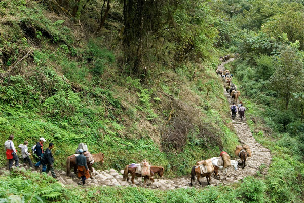 Laya Gasa Trek Costing and itinerary