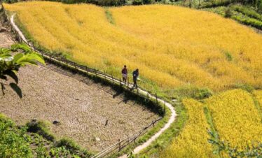 Paddy field in southern bhutan duirng wild manas Tour
