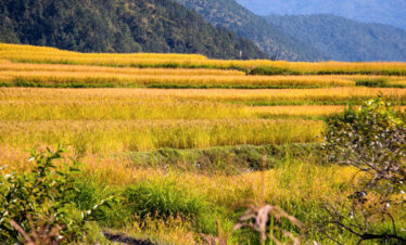 Ura Yakchoe Festival Tour