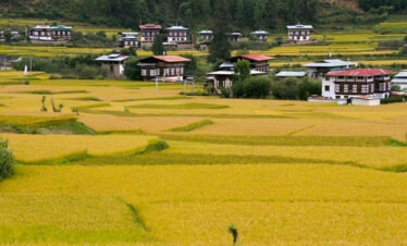Paddy filed at Punakha
