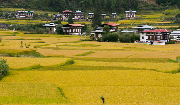 Gangjula Trek. Paddy field during the trek of Gangjula