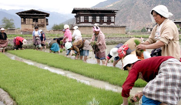 Paddy Plantation