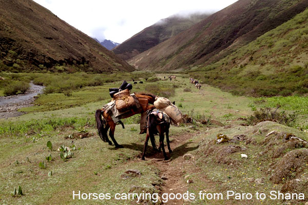 Horses carrying loads