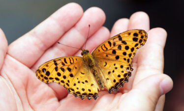 Butterfly in Trongsa