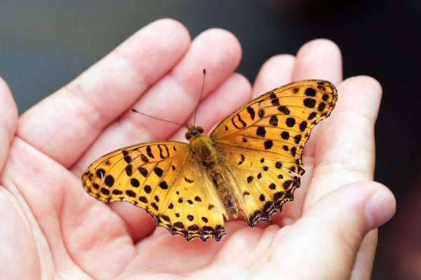 Butterfly in Trongsa