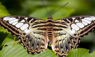 The Clipper Butterfly