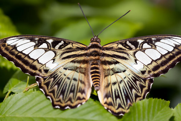 The Clipper Butterfly