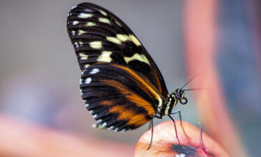 Tiger Heliconian Butterfly