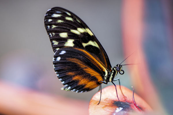 Tiger Heliconian Butterfly