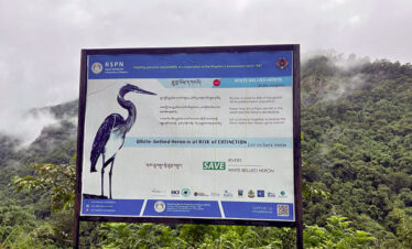 White Bellied Heron Preservation