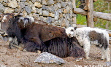 Yak and its calf