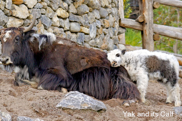 Yak and its calf