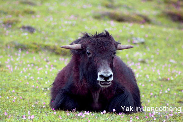 Beautiful yak