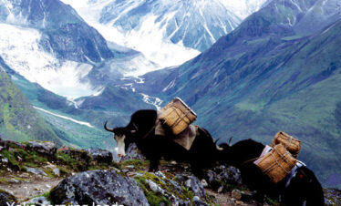 Yaks carrying loads from Koena