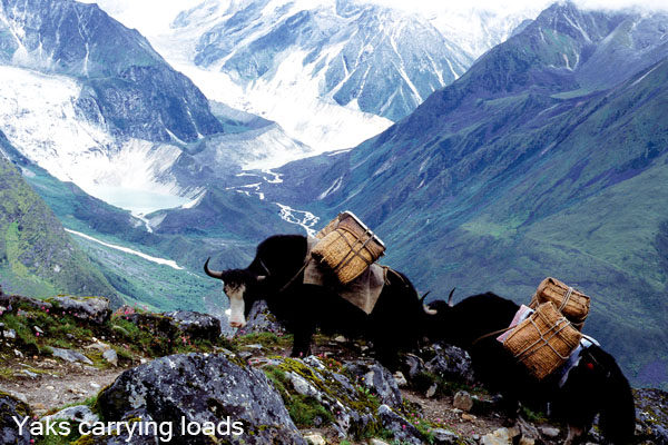 Yaks carrying loads from Koena