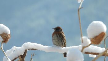 Bhutan Birding Tour