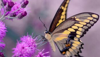 Bhutan Butterfly Tour