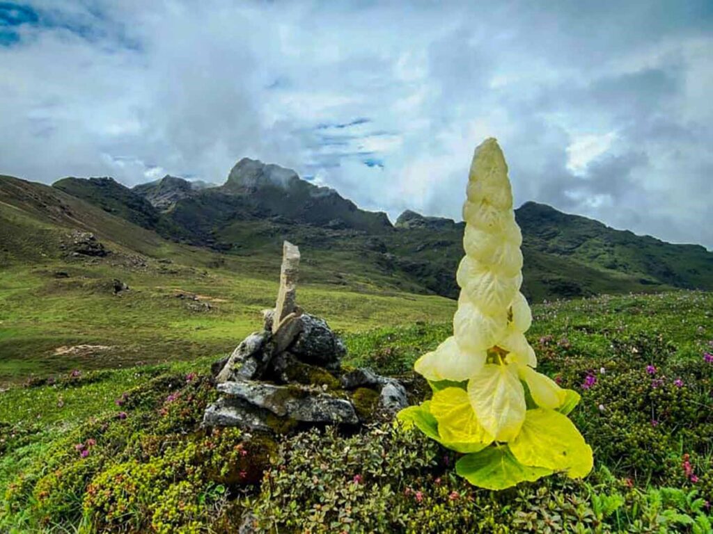 mountain flower