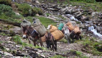 Laya Gasa Trek