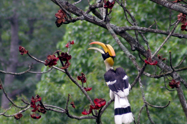 Hornbill for Bird enthusiast. Best time for Birding in Bhutan