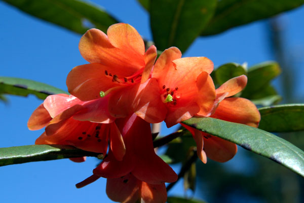 Flora and Fauna in Bhutan