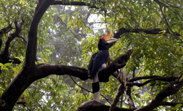 5 Days Bhutan Birding tour costing and detailed itinerary